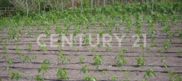 1 ha para cultivos y vivienda - Clima ideal todo el año
