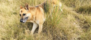 Venta terreno GUAYLLABAMBA, 2.000m2 para casa con hermosa vista a las montañas