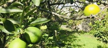 Country house for sale in Guayllabamba, with 2-story house, BBQ and fruit trees