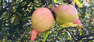 Country house for sale in Guayllabamba, with 2-story house, BBQ and fruit trees