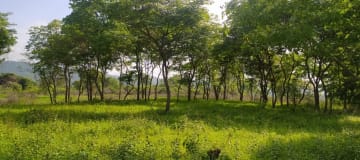 Terreno agrícola de 53 ha en Chongón - Ideal para cultivo o inversión