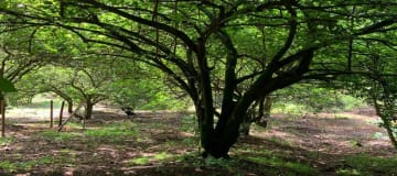 Venta de 1.000 m2, terreno plano Guayllabamba. Para casa de campo