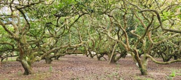 XG_VENTA TERRENO EN GUAYLLABAMBA 2.500 m² con Producción de Aguacates, esquinero.