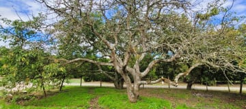 XG_VENTA TERRENO EN GUAYLLABAMBA 2.500 m² con Producción de Aguacates, esquinero.