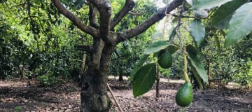 Venta terreno Guayllabamba, 1074 m2 cerca al zoológico