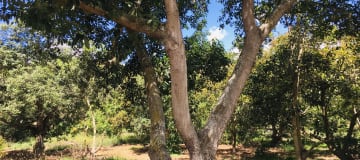 Venta terreno Guayllabamba, 1074 m2 cerca al zoológico