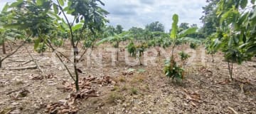 Terreno de 22,000m² en La Maná con servicios básicos