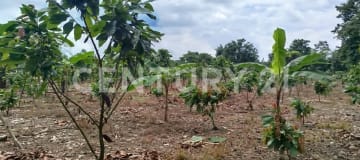 Terreno de 22,000m² en La Maná con servicios básicos