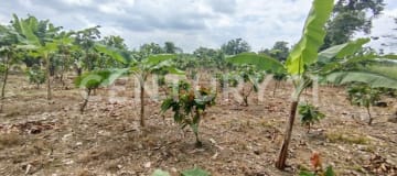 Terreno de 22,000m² en La Maná con servicios básicos