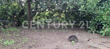 Terreno en Guayllabamba: 2520m² con árboles frutales y cerramiento