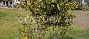 Finca 26,000m² en San Isidro de Patulú - Ideal agropecuario