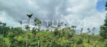 Terreno 37.5ha Vía Los Bancos: Ganadero, Agrícola e Inmobiliario