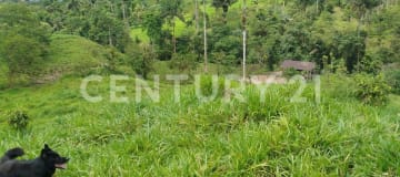 Terreno 37.5ha Vía Los Bancos: Ganadero, Agrícola e Inmobiliario