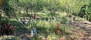 Terreno 6.000m² en Tumbaco con árboles frutales y obra gris