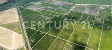 145 ha en Puerto Inca - Ideal agroexportación banano, cacao y caña