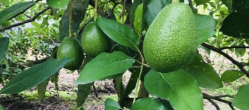 Venta terreno Guayllabamba 1.300m2 plano con aguacates