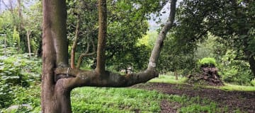 Venta terreno Guayllabamba 1.300m2 plano con aguacates