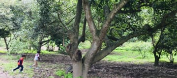 Venta terreno Guayllabamba 1.300m2 plano con aguacates