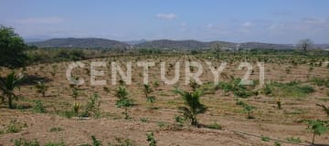 12 ha con palmas de coco y riego - Inversión agrícola