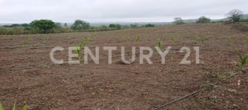 12 ha con palmas de coco y riego - Inversión agrícola