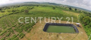 12 ha con palmas de coco y riego - Inversión agrícola