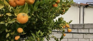 Venta de terreno plano Guayllabamba 5.000 m2, abundante agua y árboles frutales