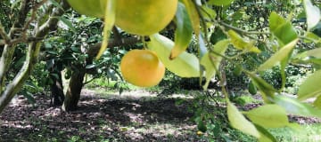 Venta terreno Guayllabamba plano 1.000m2 cerca al zoológico