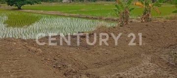 Terreno agrícola 7.14 Has en Petrillo, Nobol, con casa y cultivos