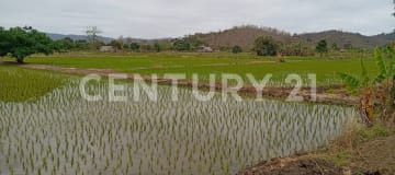 Terreno agrícola 7.14 Has en Petrillo, Nobol, con casa y cultivos