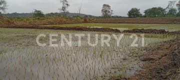 Terreno agrícola 7.14 Has en Petrillo, Nobol, con casa y cultivos