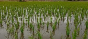 Terreno agrícola 7.14 Has en Petrillo, Nobol, con casa y cultivos