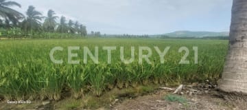 Propiedad agrícola de 3 ha con riego cerca de Sosote