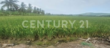 Terreno agrícola de 2.5 ha con riego - Ideal para cultivos