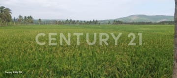 Terreno agrícola de 2.5 ha con riego - Ideal para cultivos