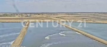 Camaronera operativa en Playas, 11 has con concesión desde 2016