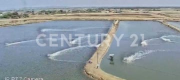 Camaronera operativa en Playas, 11 has con concesión desde 2016