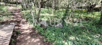 Terreno 1571m² en La Viña con planos para casa de 2 pisos