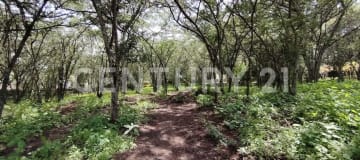 Terreno 1571m² en La Viña con planos para casa de 2 pisos
