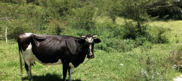 Venta terreno 1.331m2 Guayllabamba, semi plano con hermosa vista