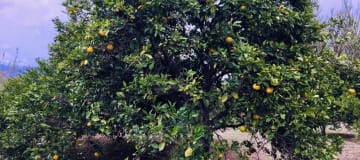 Terreno en Guayllabamba