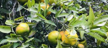 Terreno en Guayllabamba