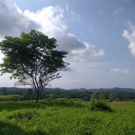 Terreno agrícola de 53 ha en Chongón - Ideal para cultivo o inversión