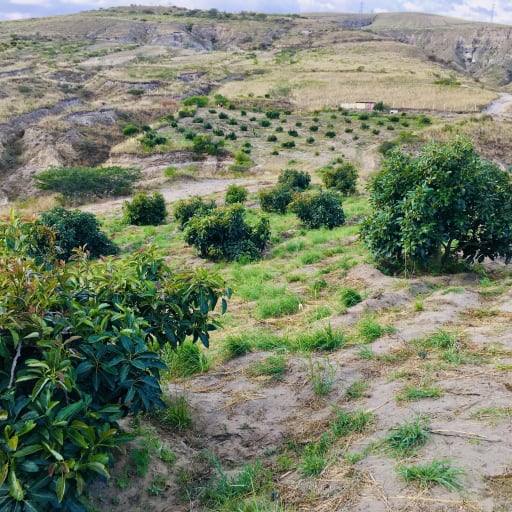 Venta terreno cerca a Guayllabamba 10.000m2 árboles de aguacate