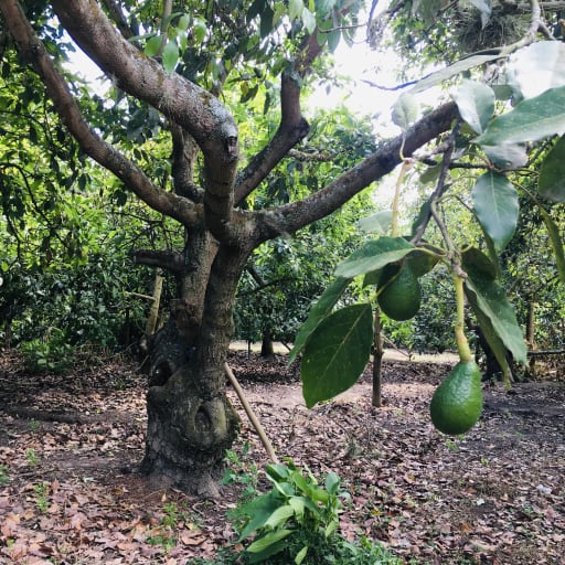 Venta de 1.000 m2, terreno plano Guayllabamba. Para casa de campo