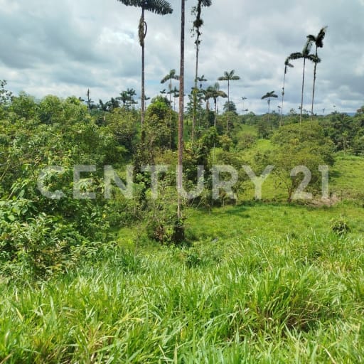 Terreno 37.5ha Vía Los Bancos: Ganadero, Agrícola e Inmobiliario
