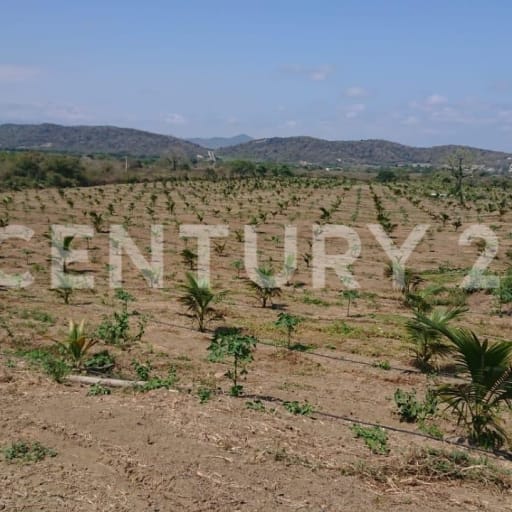 12 ha con palmas de coco y riego - Inversión agrícola