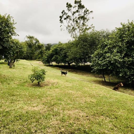 Venta de terreno plano Guayllabamba 5.000 m2, abundante agua y árboles frutales