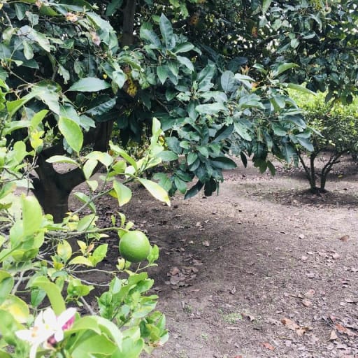 Venta terreno Guayllabamba plano 1.000m2 cerca al zoológico