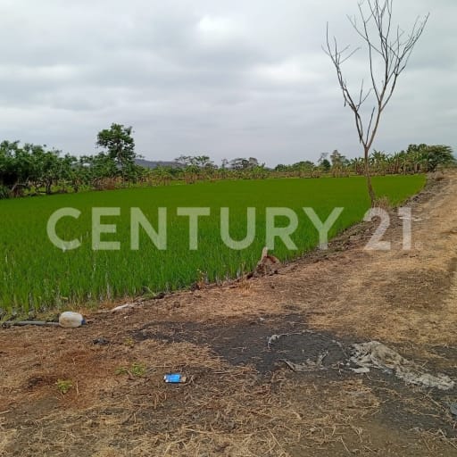 Terreno agrícola 7.14 Has en Petrillo, Nobol, con casa y cultivos