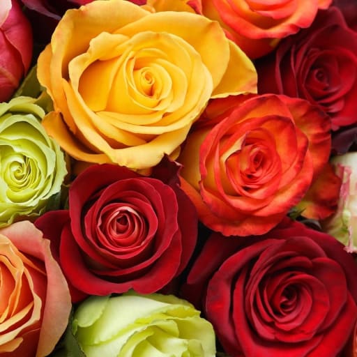 Venta terreno Cochasquí, 60ha para sembrar Flores, Sábila...